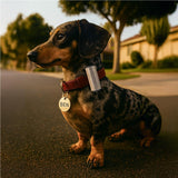 Altitude Ollie Waste Bag Clip|usbandmore